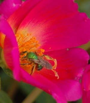 Bee on Pink Flower